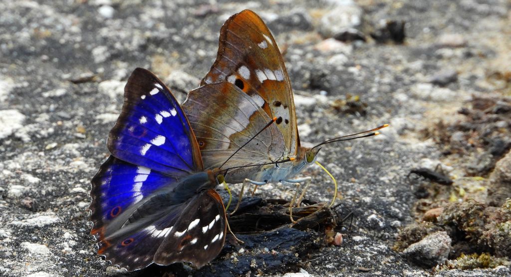 Mieniak strużnik (Apatura ilia)
