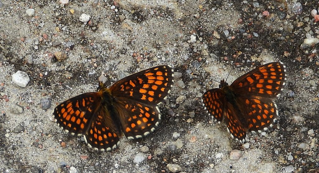 Przeplatka atalia (Melitaea athalia)