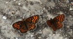 Przeplatka atalia (Melitaea athalia)