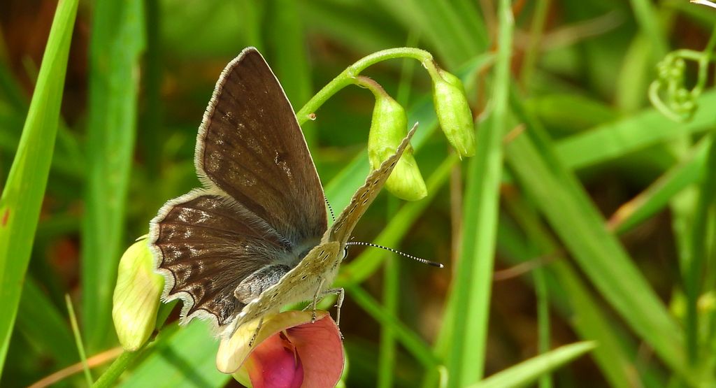 Modraszek dafnid, mnogooczak dafnid (Polyommatus daphnis)