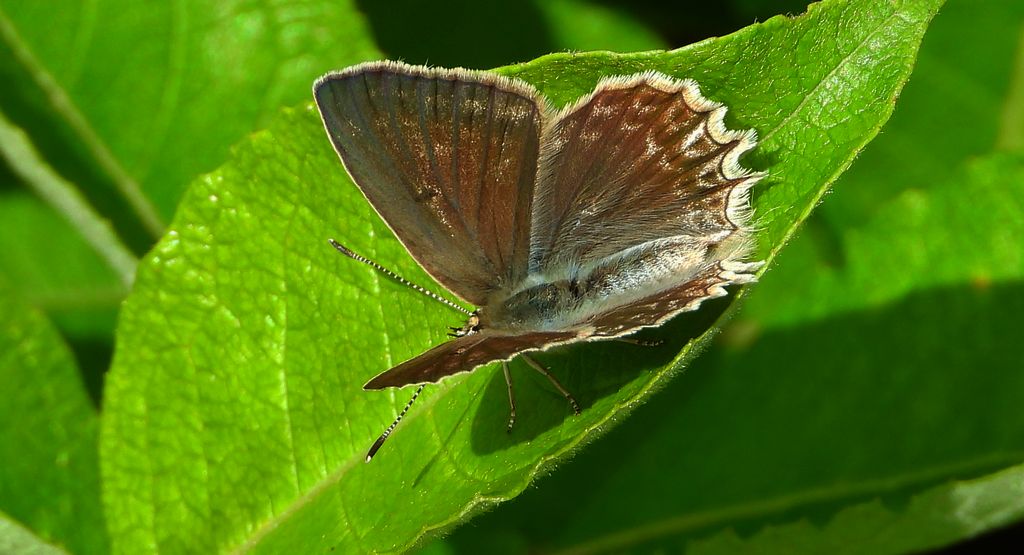 Modraszek dafnid, mnogooczak dafnid (Polyommatus daphnis)