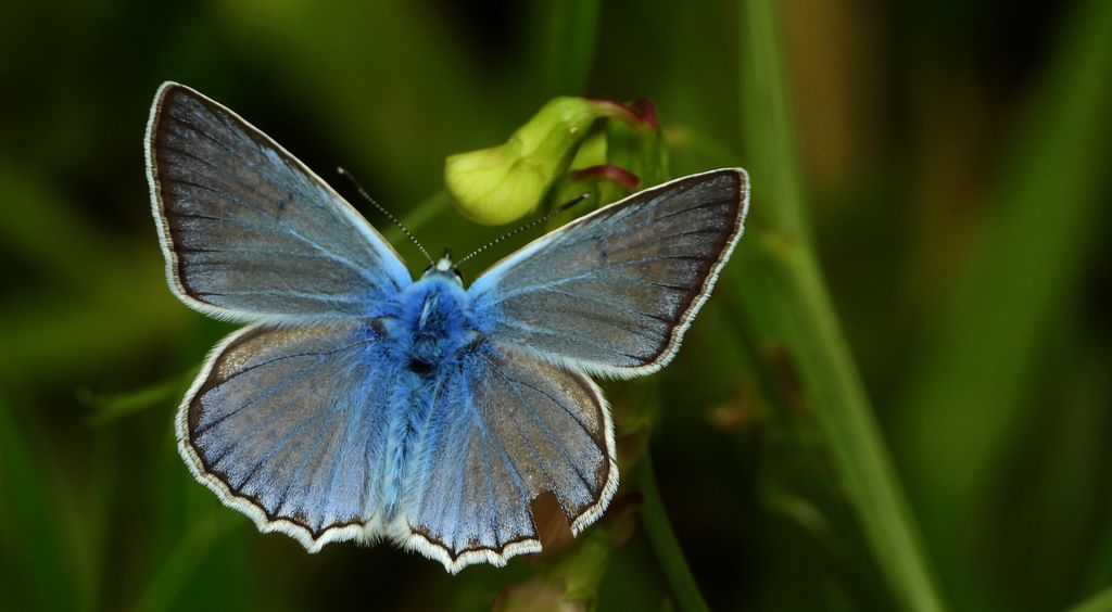 Modraszek dafnid, mnogooczak dafnid (Polyommatus daphnis)