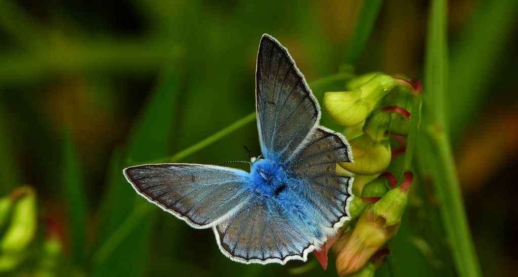 Modraszek dafnid, mnogooczak dafnid (Polyommatus daphnis)