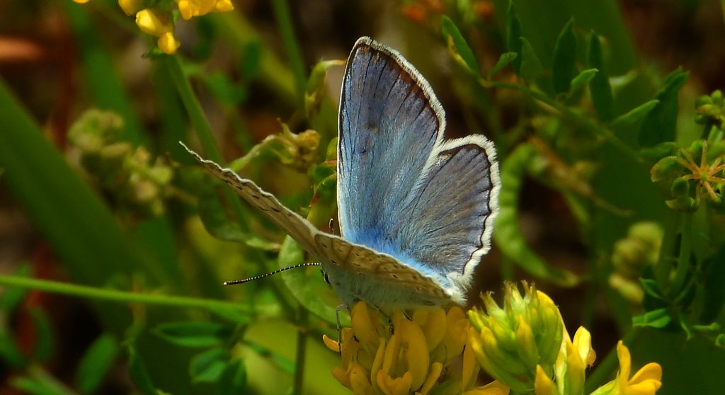 Modraszek dafnid, mnogooczak dafnid (Polyommatus daphnis)