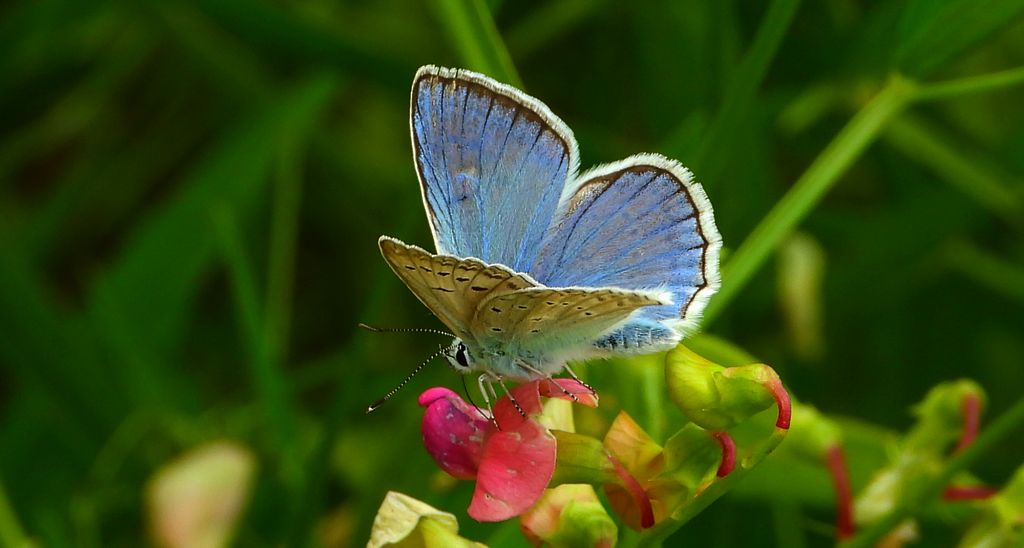 Modraszek dafnid, mnogooczak dafnid (Polyommatus daphnis)