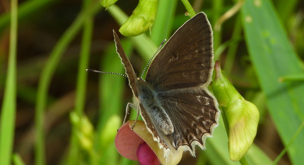Modraszek dafnid, mnogooczak dafnid (Polyommatus daphnis)