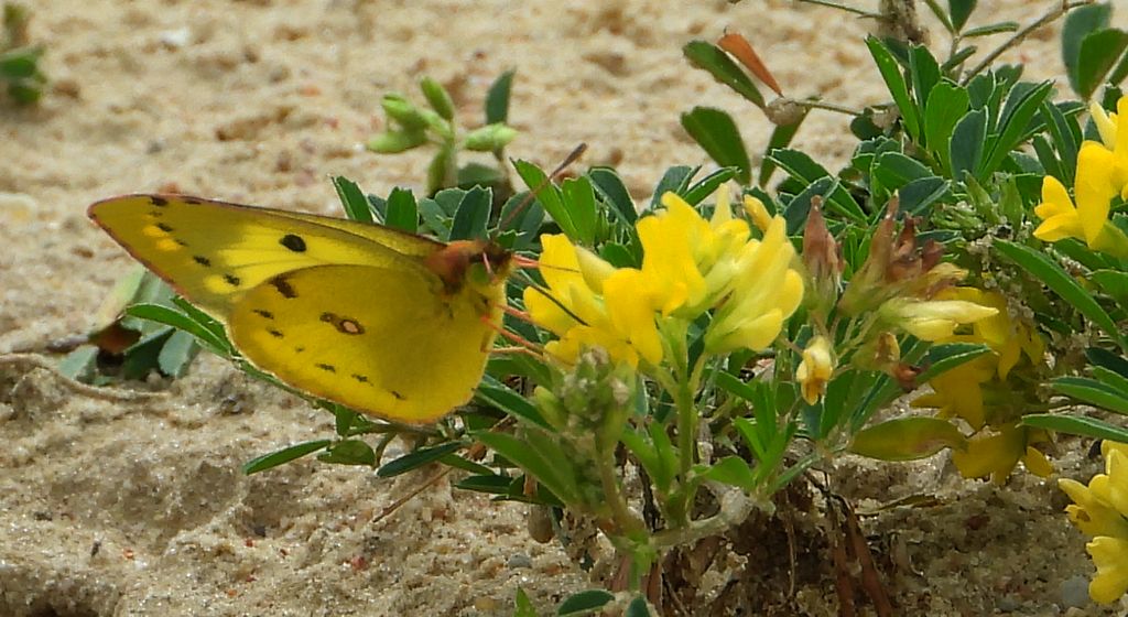 Szlaczkoń siarecznik (Colias hyale)