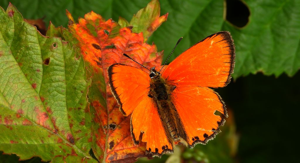 Czerwończyk dukacik (Lycaena virgaureae)