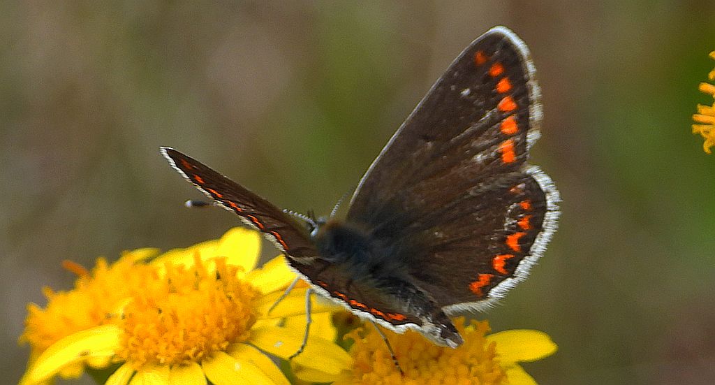 Modraszek agestis, modraszek iglicznik (Aricia agestis)