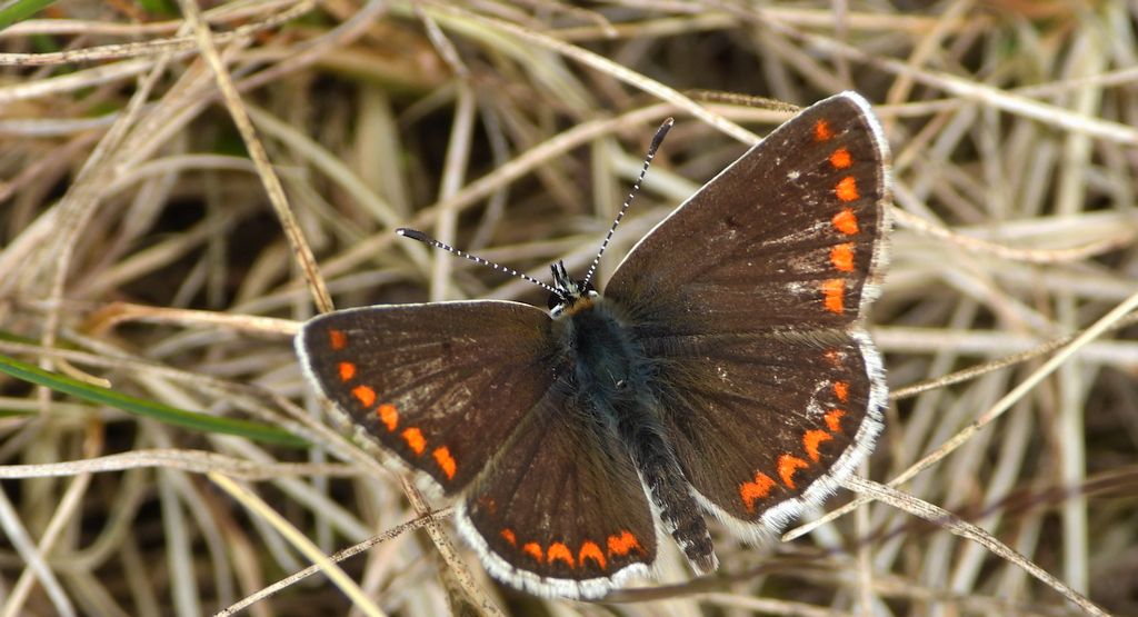 Modraszek agestis, modraszek iglicznik (Aricia agestis)