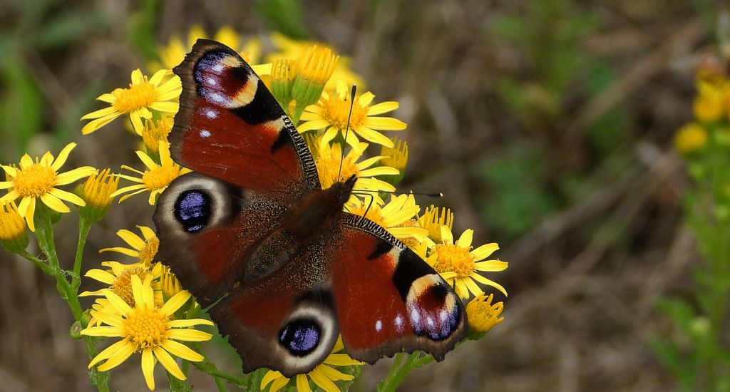 Rusałka pawik, pawie oczko (Aglais io)