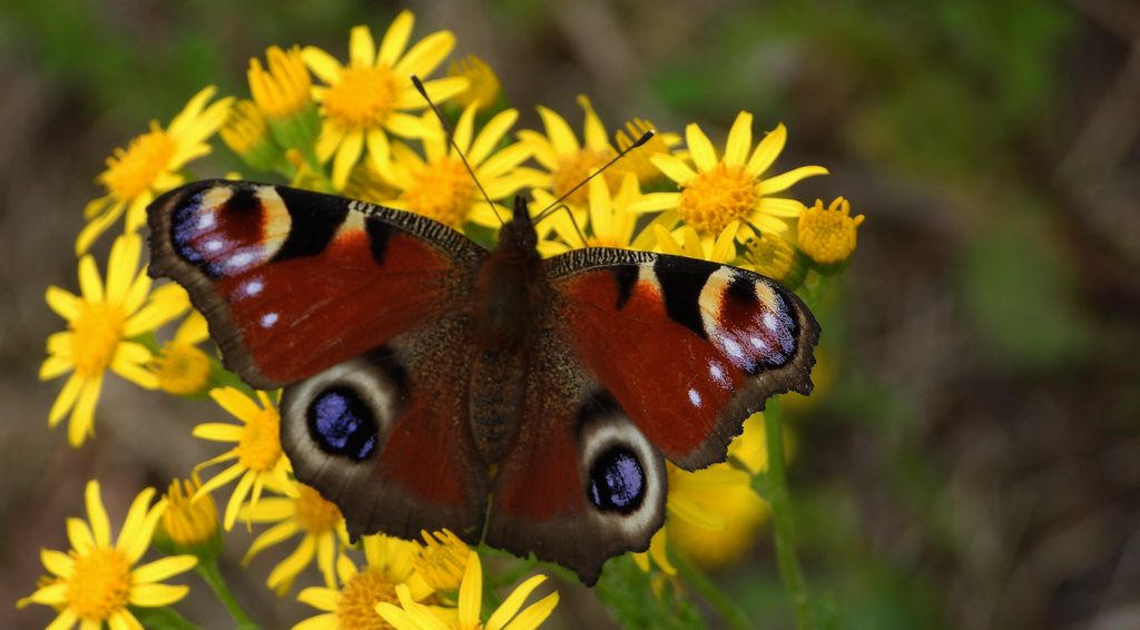 Rusałka pawik, pawie oczko (Aglais io)