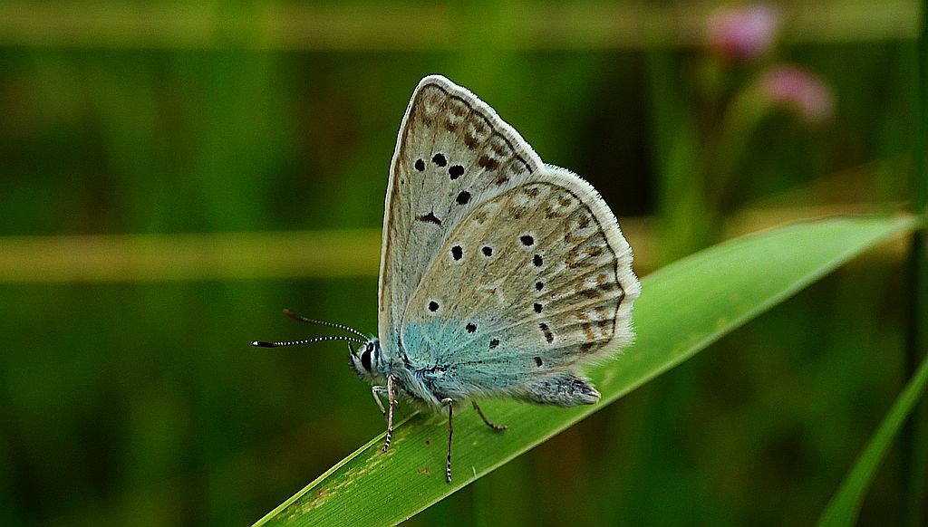 Modraszek dafnid, mnogooczak dafnid (Polyommatus daphnis)