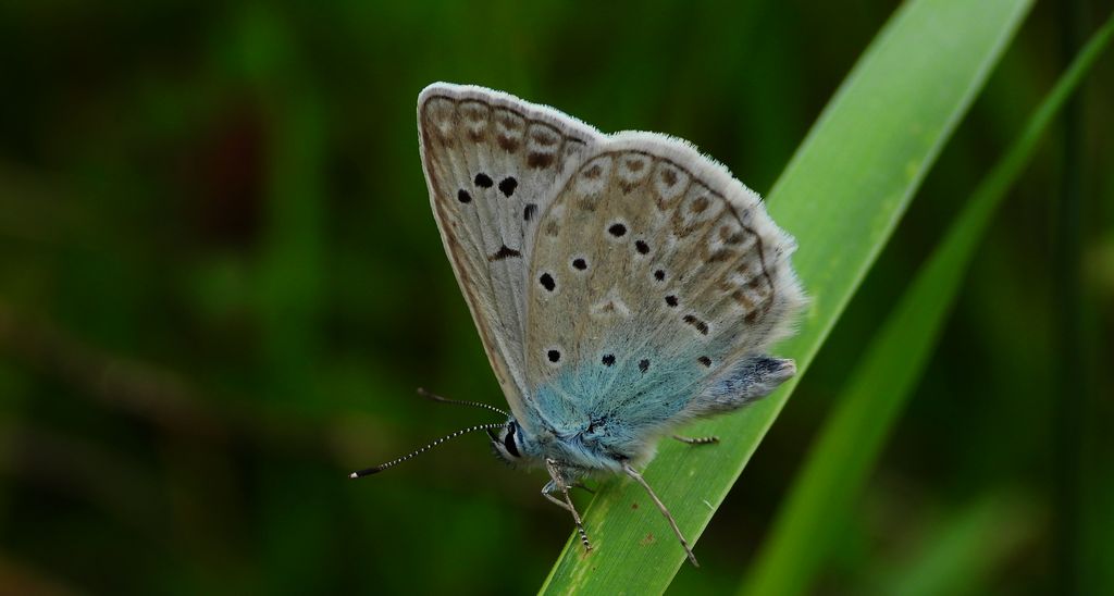 Modraszek dafnid, mnogooczak dafnid (Polyommatus daphnis)
