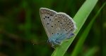 Modraszek dafnid, mnogooczak dafnid (Polyommatus daphnis)
