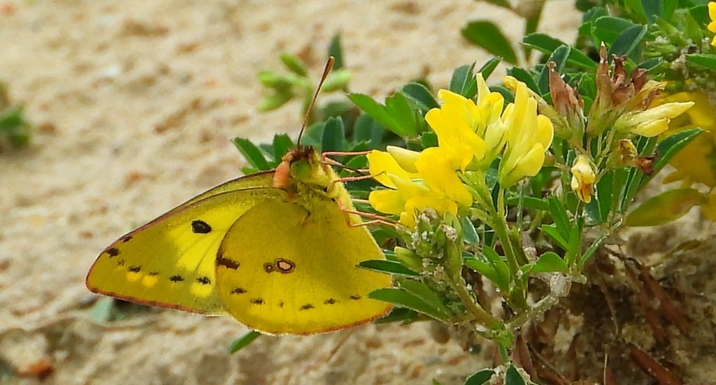 Szlaczkoń siarecznik (Colias hyale)