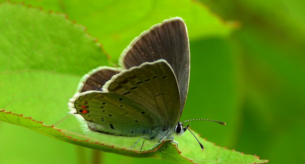 Modraszek argiades (Cupido argiades)