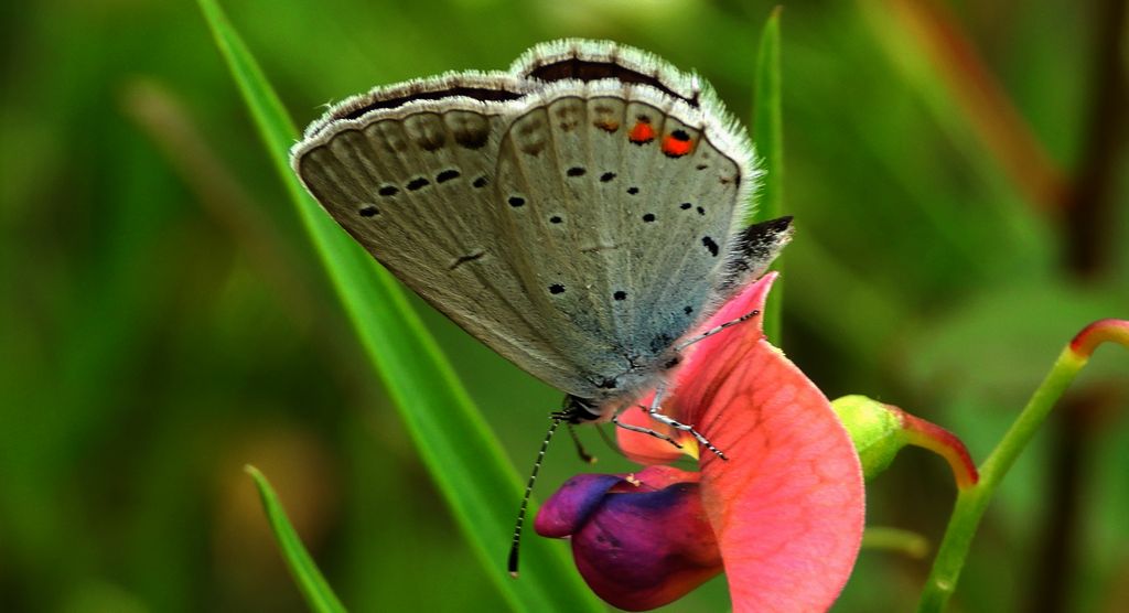 Modraszek argiades (Cupido argiades)