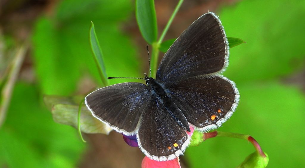 Modraszek argiades (Cupido argiades)
