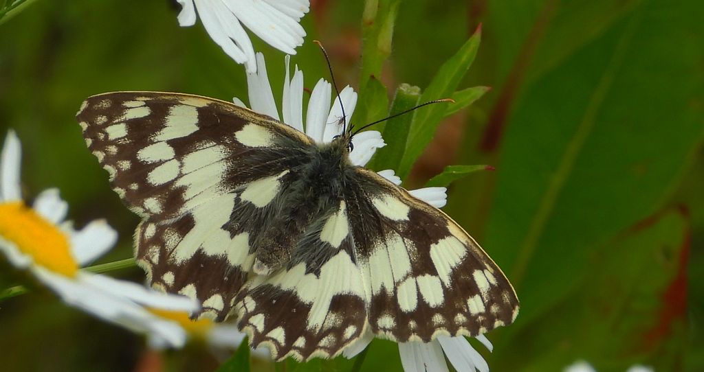 Polowiec szachownica (Melanargia Galatea)