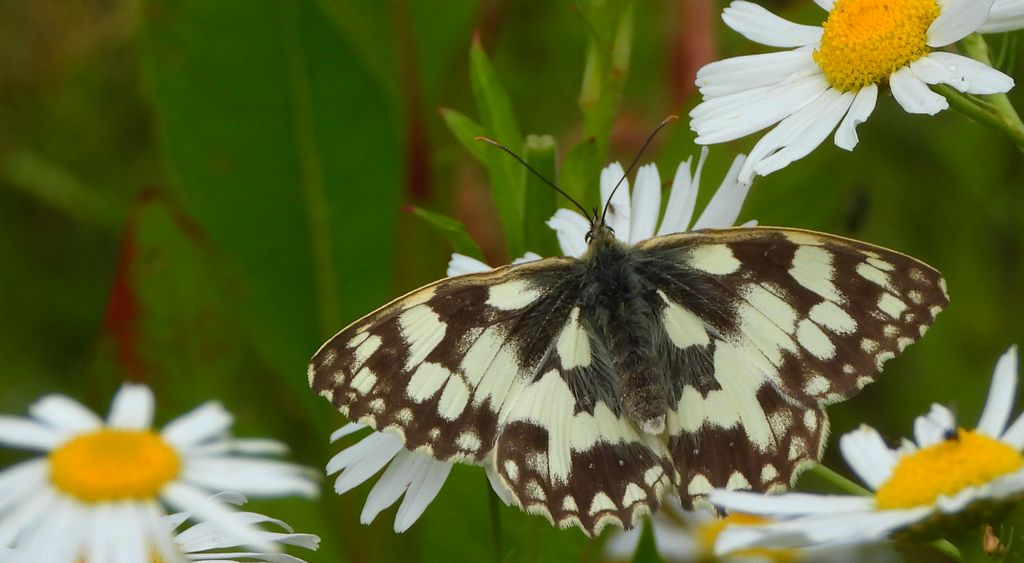 Polowiec szachownica (Melanargia Galatea)