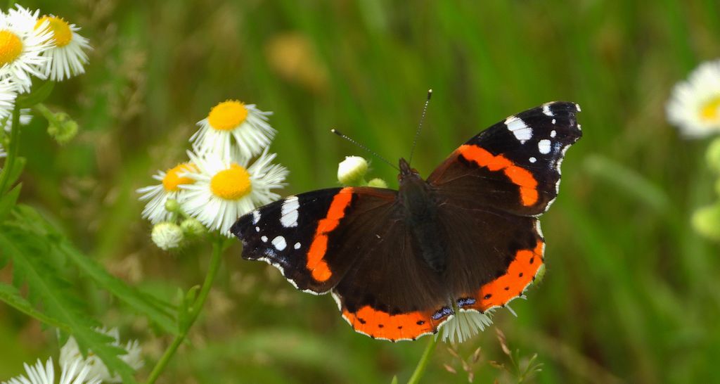 Rusałka admirał (Vanessa atalanta)