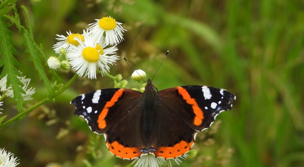 Rusałka admirał (Vanessa atalanta)