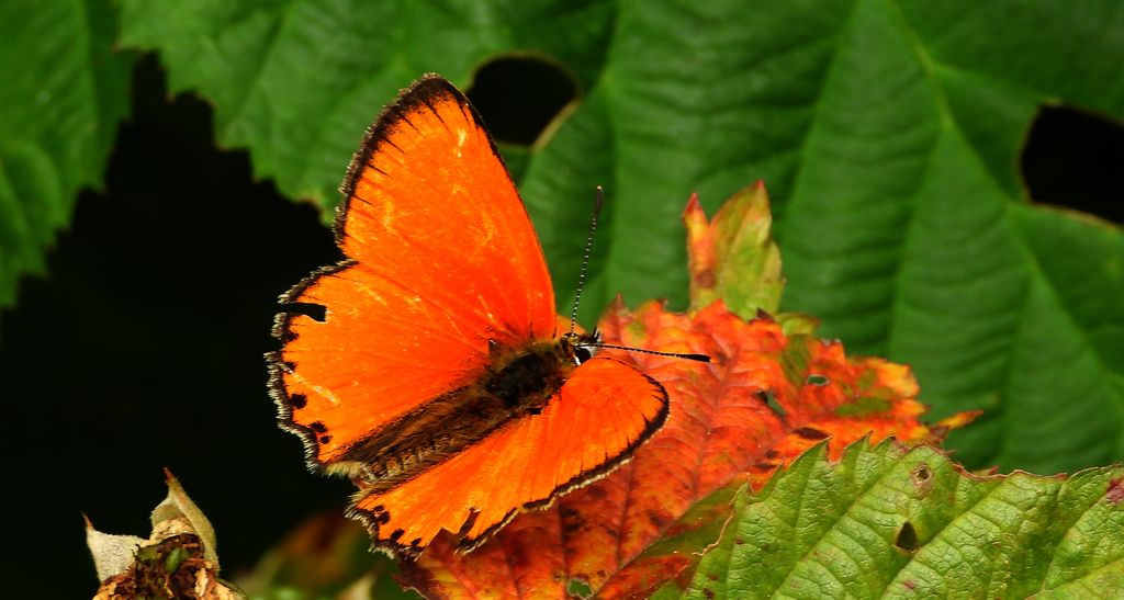 Czerwończyk dukacik (Lycaena virgaureae)