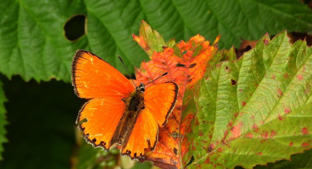 Czerwończyk dukacik (Lycaena virgaureae)