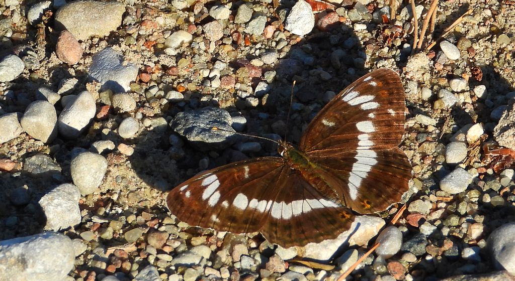 Pokłonnik wróż, pokłonnik kamilla (Limenitis camilla)