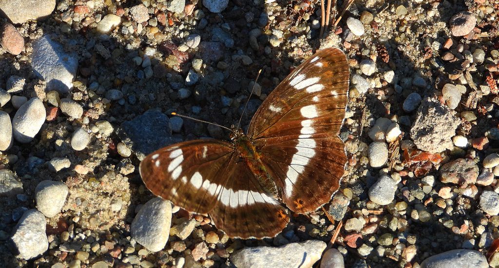 Pokłonnik wróż, pokłonnik kamilla (Limenitis camilla)
