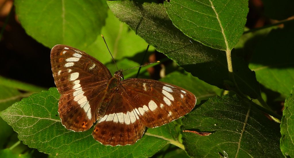 Pokłonnik wróż, pokłonnik kamilla (Limenitis camilla)