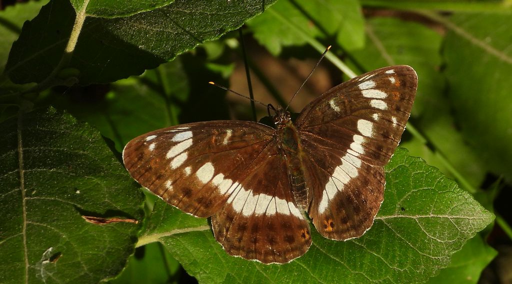 Pokłonnik wróż, pokłonnik kamilla (Limenitis camilla)