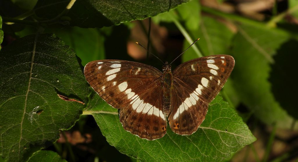 Pokłonnik wróż, pokłonnik kamilla (Limenitis camilla)