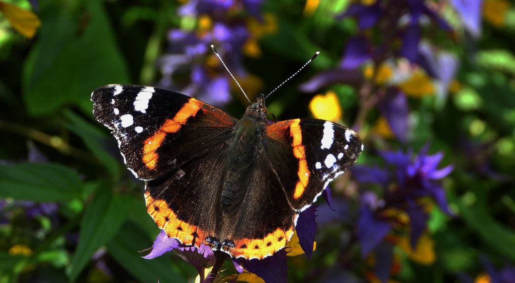 Rusałka admirał (Vanessa atalanta)