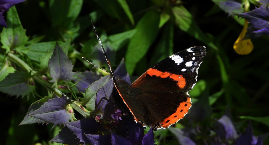 Rusałka admirał (Vanessa atalanta)
