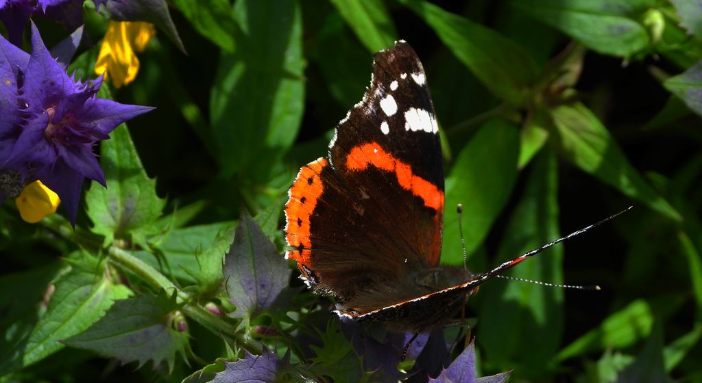 Rusałka admirał (Vanessa atalanta)