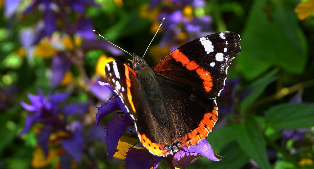 Rusałka admirał (Vanessa atalanta)