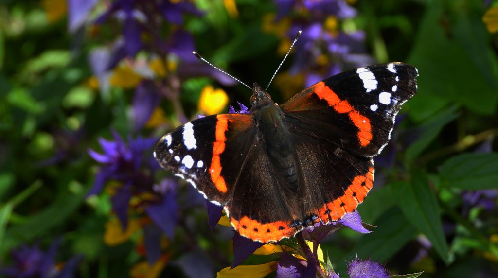 Rusałka admirał (Vanessa atalanta)