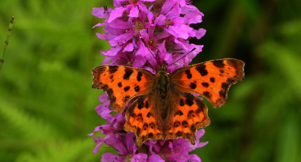Rusałka ceik (Polygonia c-album)