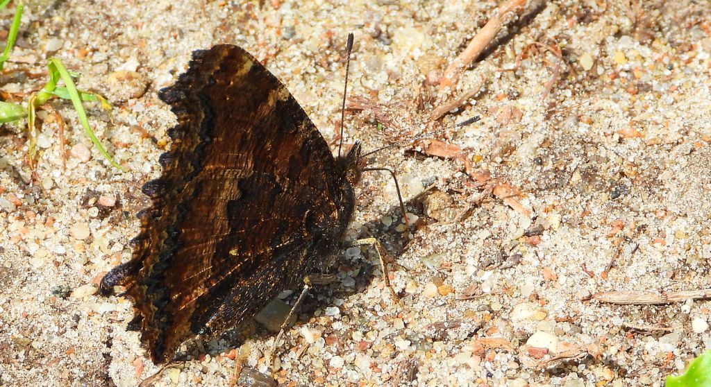 Rusałka drzewoszek (Nymphalis xanthomelas)