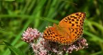 Dostojka malinowiec, perłowiec malinowiec (Argynnis paphia)