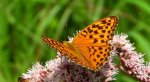 Dostojka malinowiec, perłowiec malinowiec (Argynnis paphia)