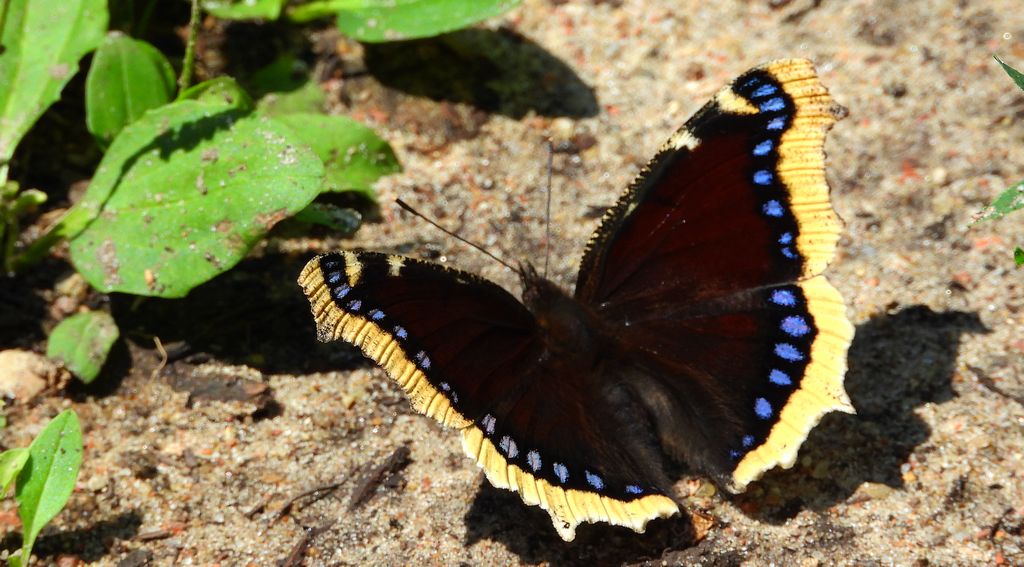 Rusałka żałobnik (Nymphalis antiopa)