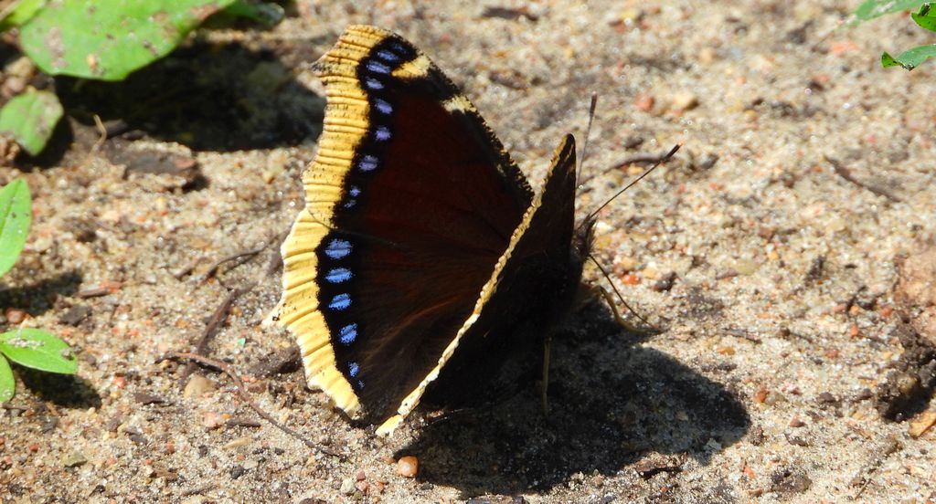 Rusałka żałobnik (Nymphalis antiopa)
