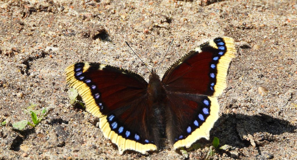Rusałka żałobnik (Nymphalis antiopa)