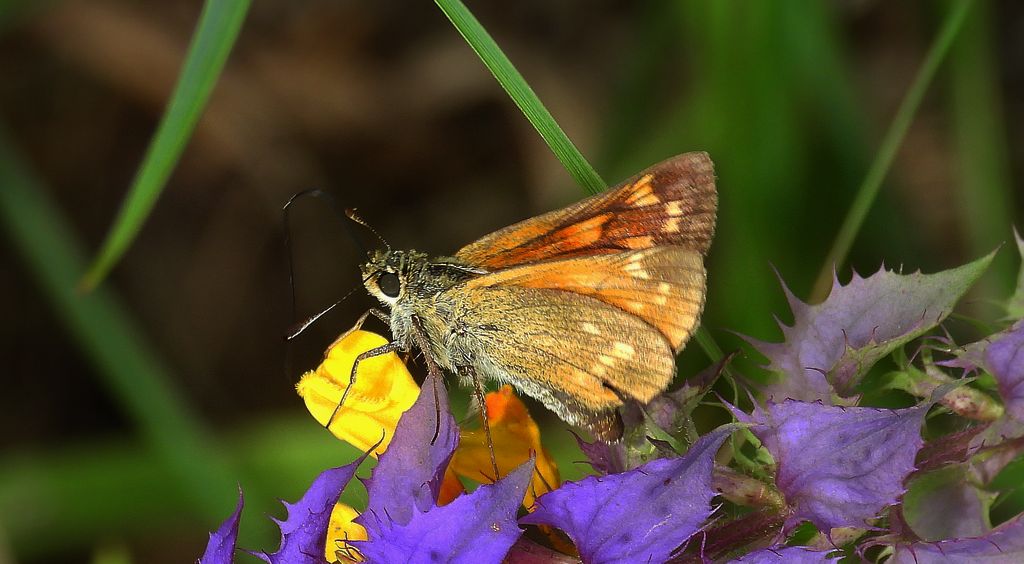Karłątek kniejnik (Ochlodes sylvanus)