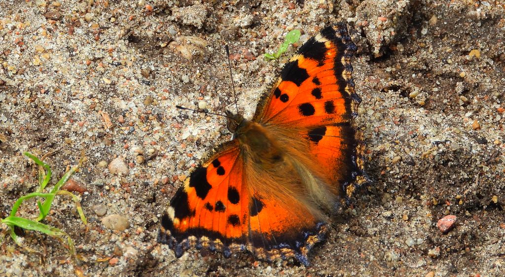 Rusałka drzewoszek (Nymphalis xanthomelas)