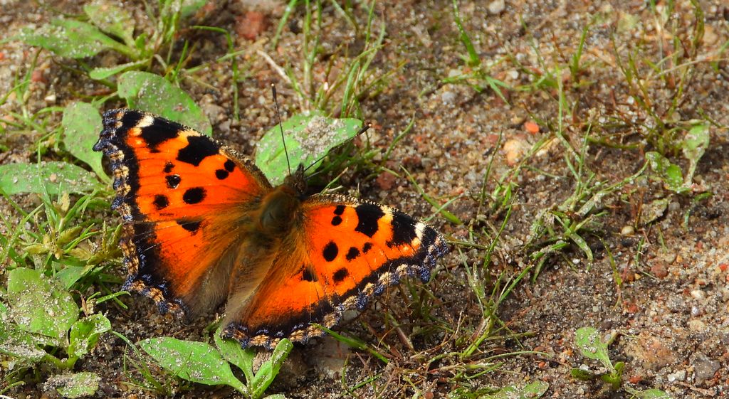 Rusałka drzewoszek (Nymphalis xanthomelas)