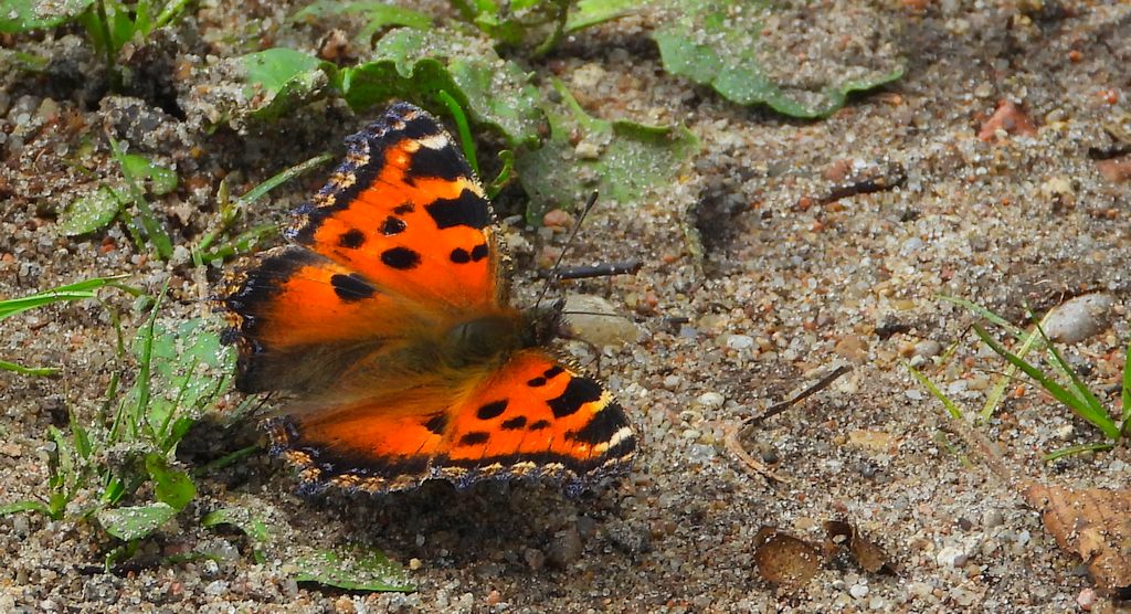 Rusałka drzewoszek (Nymphalis xanthomelas)